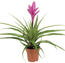 Tillandie, Luftnelke FloraSelf Tillandsia Hybride 'Antonio' H 40-50 cm Ø 12 cm Topf