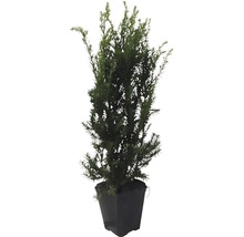 Im Topf gezogene Eibe als Gartenpflanze