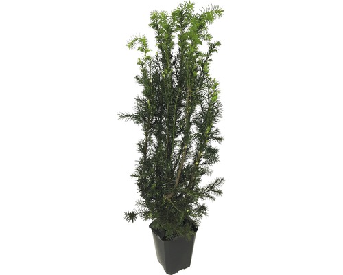 Eibe im Topf