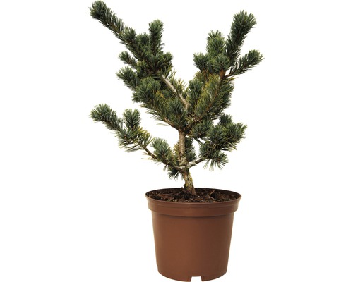 Kiefer im Topf