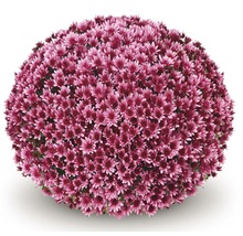Kugel-Chrysantheme mit zahlreichen Blüten