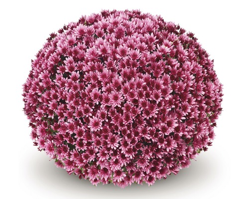 Kugel-Chrysantheme mit zahlreichen Blüten
