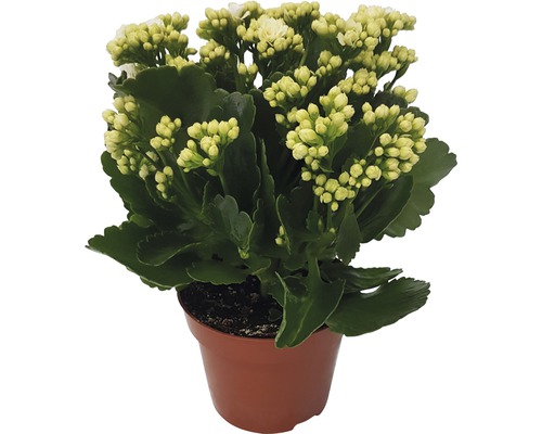 Flammendes Käthchen Kalanchoe blossfeldiana 'Calandiva' H 20-25 cm Ø 12 cm Topf weiß