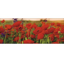 Glasbild Summer Poppy Field 50x125 cm GLA885
