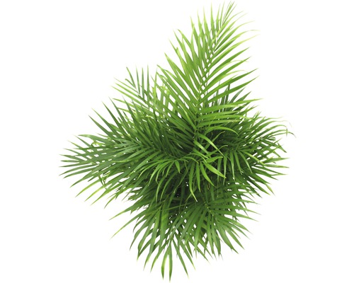 Zimmerpflanze mit gefiederten Blättern