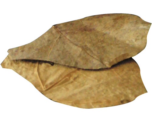 Zwei Seemandelbaumblätter