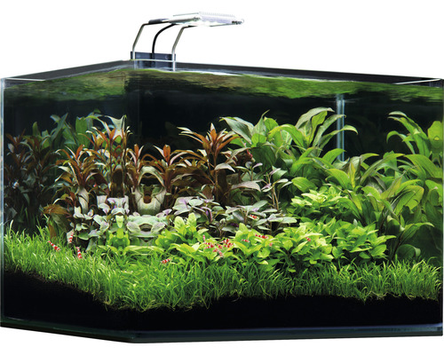 Eingerichtetes Aquarium mit Wasserpflanzen und Beleuchtung