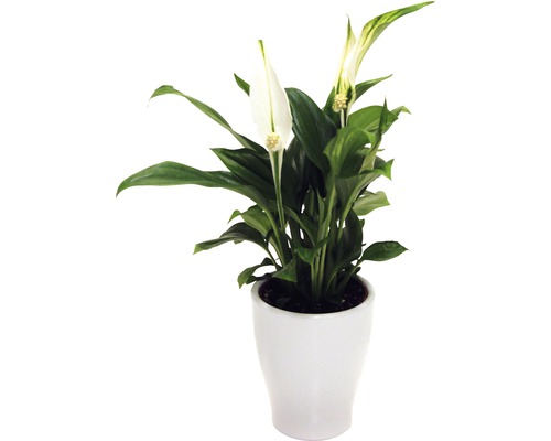 Einblatt Pflanze im Topf