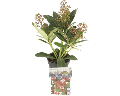 Japanische Blütenskimmie FloraSelf Skimmia japonica 'Rubella' 6 bis 9 Dolden H 10-20 cm Co 0,5 L