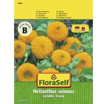 Samenpackung gefüllte Zwerg-Sonnenblume Helianthus annuus