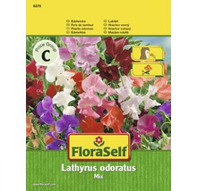FloraSelf Saatgut Edelwicke Lathyrus odoratus Mischung