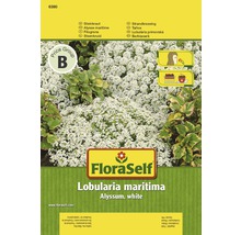 FloraSelf Lobularia maritima Saatgut, Weißes Blaukissen