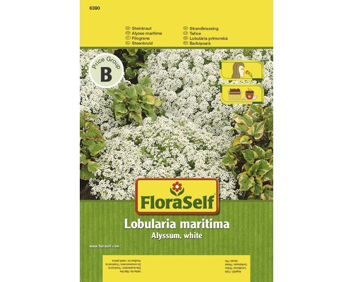 FloraSelf Lobularia maritima Saatgut, Weißes Blaukissen