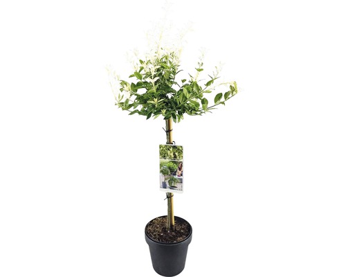 Im Topf gezogener panaschierter Ligusterbaum