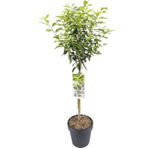 Grüner Zierbaum im Topf