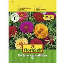 FloraSelf Portulaca grandiflora flower seeds