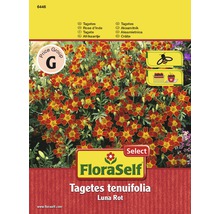 Tagetes tenuifolia Luna Rot Samenpackung