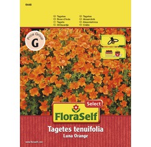 Tagetes 'Luna Orange' FloraSelf samenfestes Saatgut Blumensamen