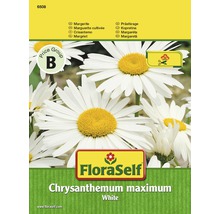 Margerite 'White' FloraSelf samenfestes Saatgut Blumensamen-thumb-0