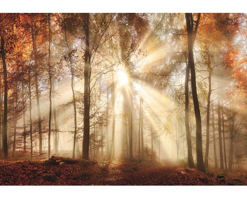 Fototapete Papier 10471P4 Mystischer Wald orange bronze 2-tlg. 254 x 184 cm