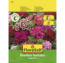 FloraSelf Bartnelken Single Mix Samenpackung