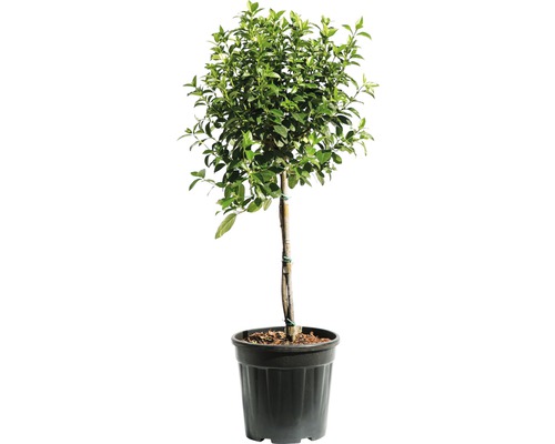 Mittelmeer Schneeball Stämmchen FloraSelf Viburnum tinusStammhöhe 45 cm Co 9 L