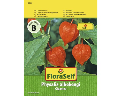 Zier Physalis Lampionblume 'Gigantea' FloraSelf samenfestes Saatgut Blumensamen FloraSelf Lampionblume Physalis alkekengi Gigantea