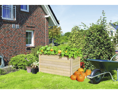 Hochbeet aus Holz mit Kürbispflanzen und Kürbissen im Garten