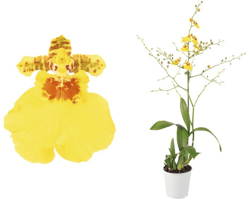 Oncidium-Orchidee, Tigerorchidee FloraSelf Oncidium "Münsterland Stern" H 30-40 cm Ø 12 cm Topf 1 Rispe