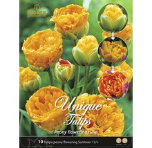 Packung Tulpenblumenzwiebeln der Sorte ''Sunlover'', gefüllte Blüte, 12/+