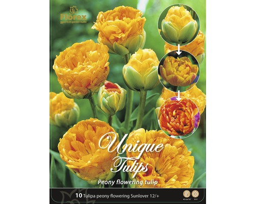 Packung Tulpenblumenzwiebeln der Sorte ''Sunlover'', gefüllte Blüte, 12/+