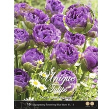 Verpackung mit zehn Stück gefüllten Tulpen Blue Wow 11/12