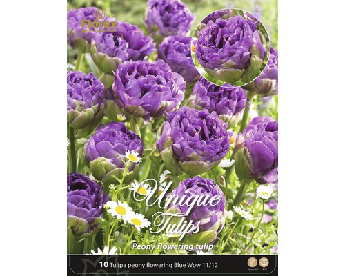 Verpackung mit zehn Stück gefüllten Tulpen Blue Wow 11/12