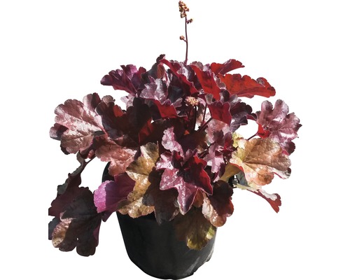 Rotblättriges Silberglöckchen FloraSelf Heuchera micrantha 'Palace Purple' H 20-40 cm Co 3 L