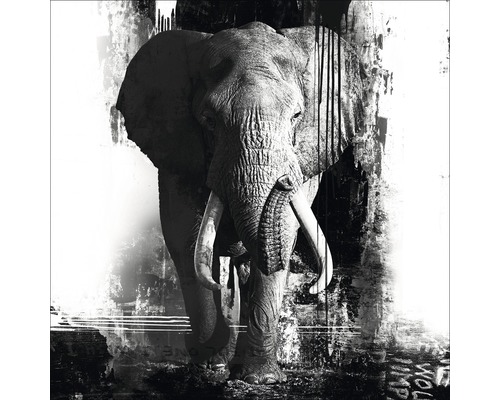 Originalbild Elephant 100x100 cm
