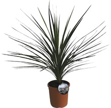 Drachenbaum im Topf