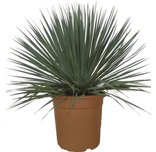 Yucca Zimmerpflanze im Topf