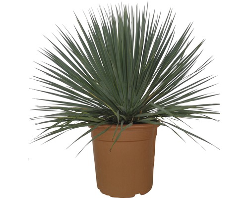 Yucca Zimmerpflanze im Topf
