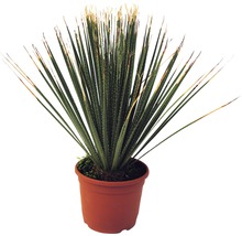 Yucca Zimmerpflanze im Topf
