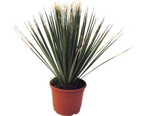 Yucca Zimmerpflanze im Topf