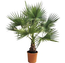 Hanfpalme im Topf