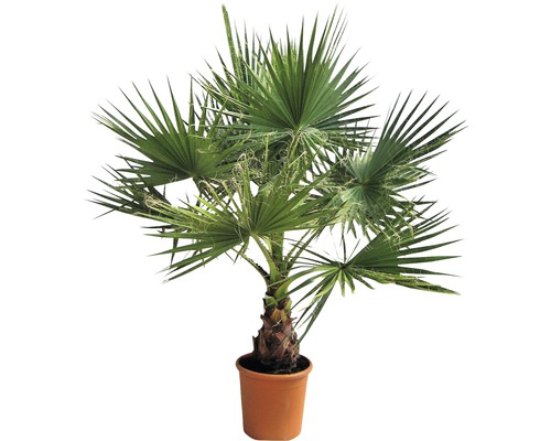 Hanfpalme im Topf
