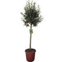 Olivenbaum FloraSelf Olea europaea H 120-130 cm Ø 30 cm Topf