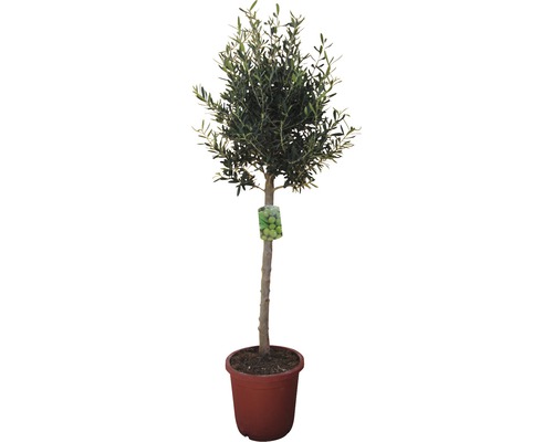 Olivenbaum FloraSelf Olea europaea H 120-130 cm Ø 30 cm Topf