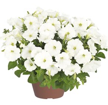 Hängepetunie FloraSelf Petunia x atkinensis 'White Ray' Ø 12 cm Topf-thumb-0