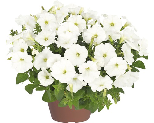 Hängepetunie FloraSelf Petunia x atkinensis 'White Ray' Ø 12 cm Topf-0