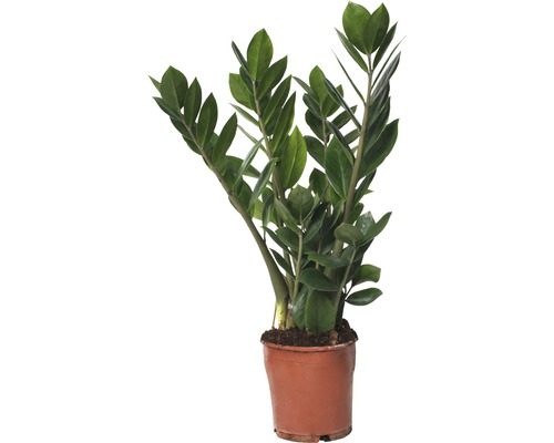 Glücksfeder FloraSelf Zamioculcas zamiifolia H 45-55 cm Ø 13 cm Topf-0