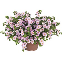 Bacopa Topfpflanze mit Blüten