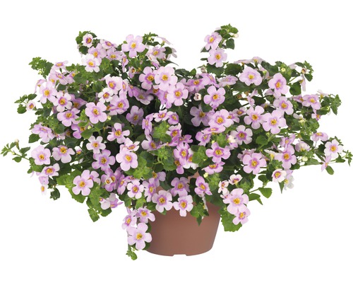 Bacopa Topfpflanze mit Blüten