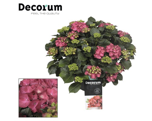 Bauernhortensie FloraSelf Hydrangea macrophylla 30 cm Schale Min. 20 Blüten sortiert Hortensie mit rosa Blüten im Topf